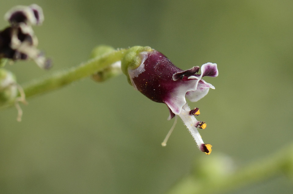 Scrophularia canina / Scrofularia comune